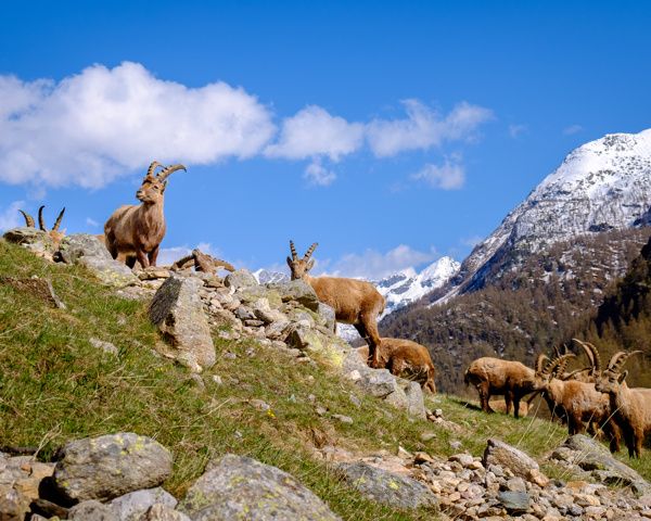 Aosta - Vallei | Flamingo-busvakanties.be