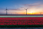 Verrassend Nederland & Tulpenroute (7)